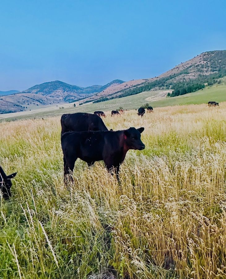Black Angus cattle grazing in Idaho mountain pasture
