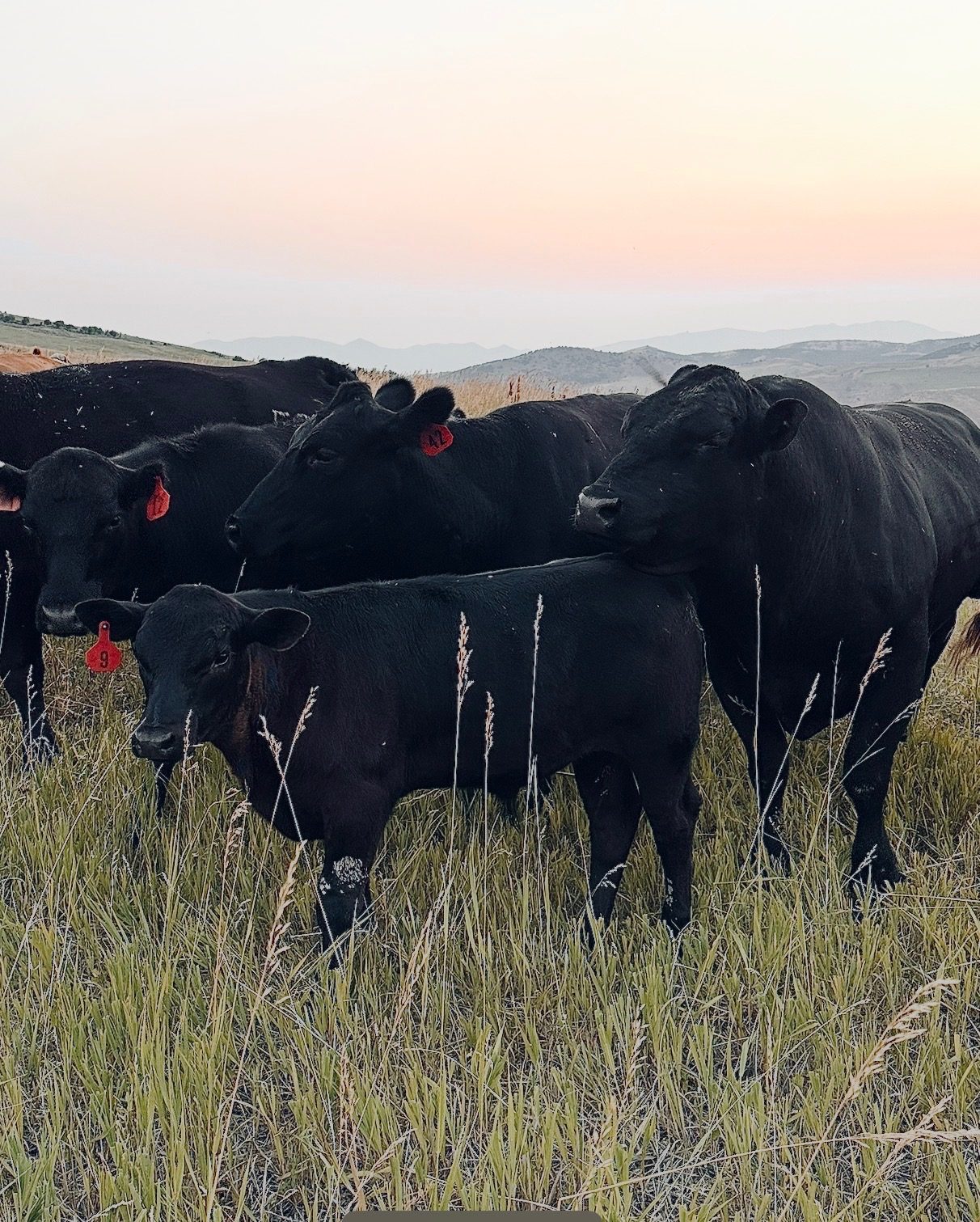Black Angus cow and calf at Clyde Cattle Ranch