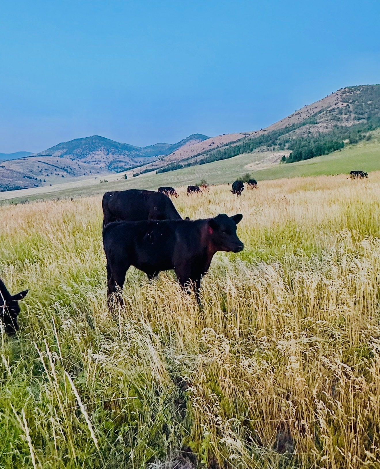 Black Angus heifers grazing in Idaho mountain pasture